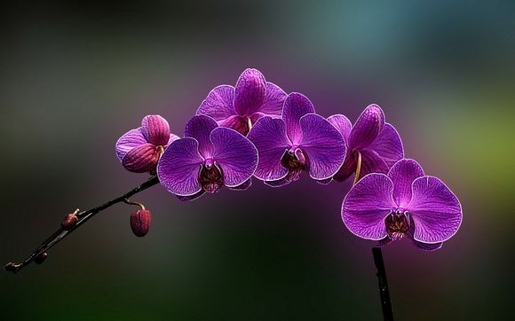 qq分身是什么意思