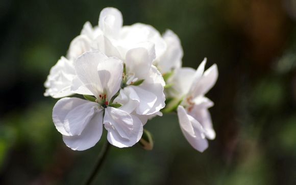 oko是什么软件